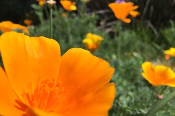 Santa Monica Urban Farming Bike Tour