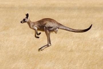 Savannah Walkabout Australian Animals Eco Tour from Melbourne