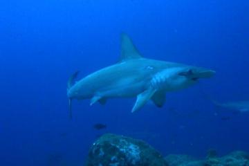 Scuba Diving at Kicker Rock for Certified Divers