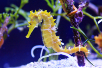 Sea Life London Aquarium: VIP Behind the Scenes Tour
