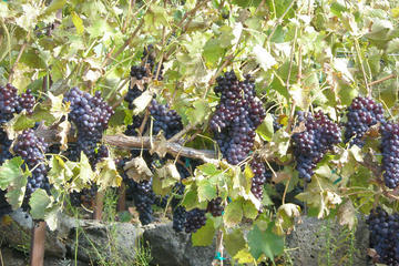 Seattle Shore Excursion: Small-Group Wine-Tasting Tour through Woodinville