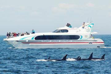 Seattle Whale Watching Tour