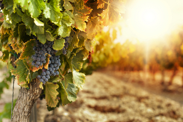 Setúbal Peninsula and Alentejo Wine Tour from Lisbon Including Lunch