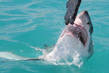 Shark Cage Diving and Viewing in Kleinbaai