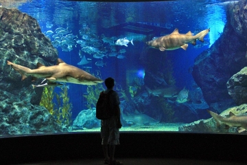 Siam Ocean World Bangkok Private Tour