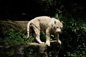 Singapore Super Saver: Singapore Zoo Night Safari plus River Safari