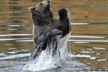 Sitka Super Saver: Whale-Watching Cruise and City Sightseeing Tour