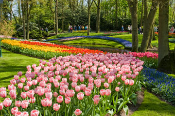 Skip the Line: Keukenhof Gardens Tour and Tulip Farm Visit from Amsterdam