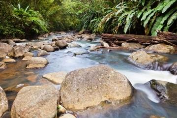 Small-Group Hiking Adventure through Grand Etang National Park in Grenada
