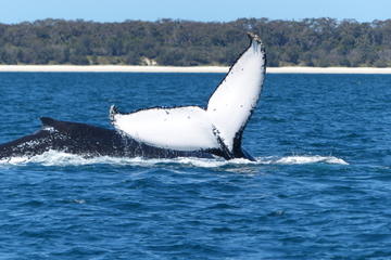 Small-Group Jervis Bay Whale-Watching Cruise and South Coast Day Trip from Sydney