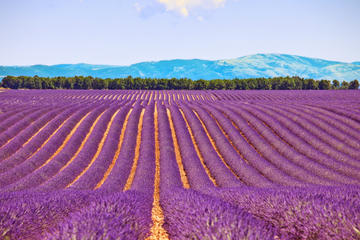 Small-Group Lavender Day Trip from Avignon: Aix-en-Provence, Valensole Plateau and L'Occitane Factory