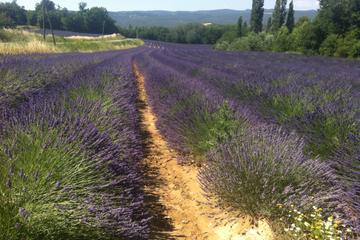 Small group lavender tour of Luberon Villages, Lourmarin, Roussillon and Sault from Aix-en-Provence