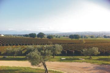 Small-Group Tuscan Wine Tour with Typical Lunch in a Local Farm