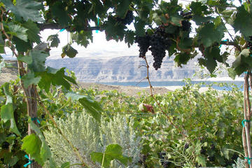 Small-Group Wine-Tasting Tour Through Woodinville