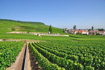 Small-Group Wine-Tasting Trip to the Champagne Region from Paris