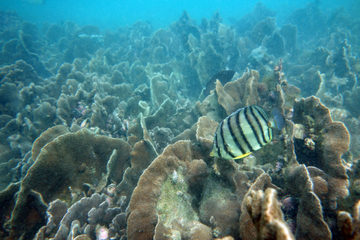 Snorkeling Adventure at Sharp Island