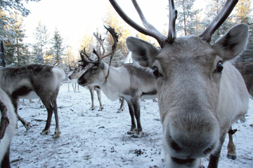 Snowmobile Safari to Reindeer Farm from Luosto Including Reindeer Sleigh Ride