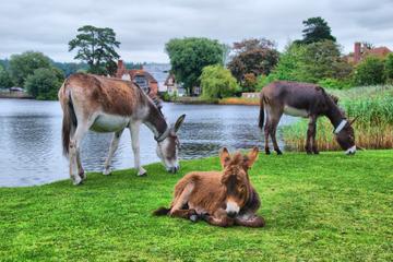 Southampton Shore Excursion: World War 2 American History Tour in the New Forest