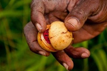 Spice Plantation Tour in Grenada