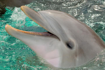 St Augustine and Dolphin Experience Day Trip from Orlando