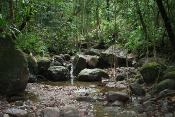 St Kitts Half-Day Rainforest Tour
