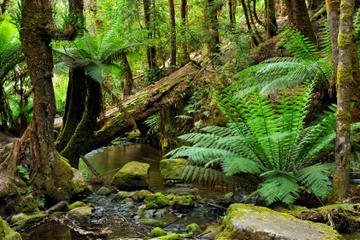 St Lucia Shore Excursion: Rainforest Walk St Lucia Shore Excursion: Rainforest Walk