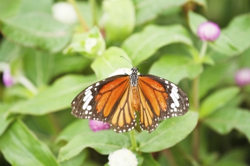 St. Maarten Combo Tour: Butterfly Farm and Orient Bay