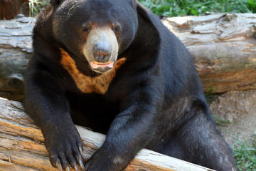 Sun Bear Keeper for a Day: Phnom Tamao Wildlife Rescue Center Day Trip
