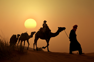 Sunset Camel Ride in the Palm Grove of Marrakech