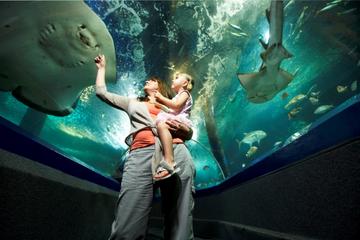 Sunshine Coast UnderWater World Entrance Ticket Sunshine Coast UnderWater World Entrance Ticket