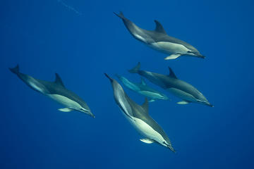 Swim with Dolphins in the Azores
