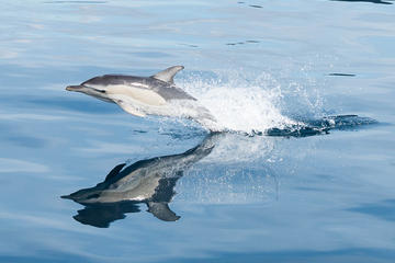 Swimming with Dolphins at Portugal's Terceira Island