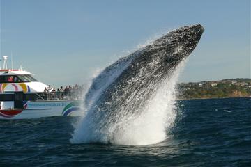 Sydney Whale-Watching Cruise from Circular Quay or Darling Harbour