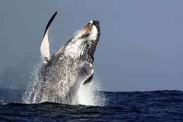 Sydney Whale-Watching Cruise Including Lunch
