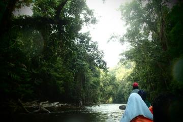 Taman Negara Rainforest Day Tour