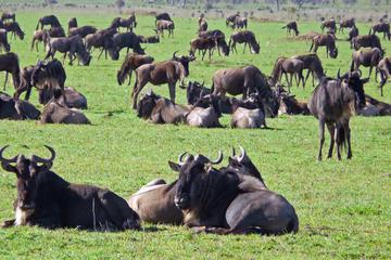 Tanzania Budget Lodge Safari From Arusha Town