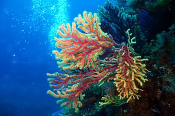 Taormina Children's Diving Experience: PADI Bubble Maker Diving Course at Isola Bella Taormina Children's Diving Experience: PADI Bubble Maker Diving Course at Isola Bella