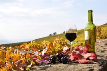 Taste of Castelli Romani: Day Trip Including Santa Benedetta Winery from Rome