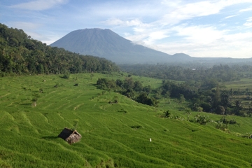 Tenganan Village Rice Field Trekking Tour