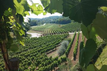 The Best of Istria Wine Tour