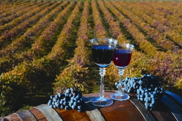 The Ultimate Wine Lovers Day Trip to Napa and Sonoma