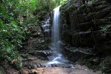 Tijuca Forest Hiking Tour Including Waterfalls