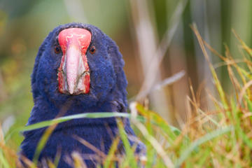 Tiritiri Matangi Island Day Trip from Auckland with Optional Guided Walk