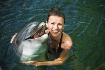 Tortola Dolphin Royal Swim