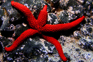 Try Scuba Diving in La Palma