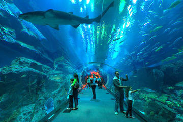 Underwater Zoo, Dubai Aquarium and Ice Rink Guided Day Tour