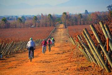 Valparaiso Shore Excursion: Casablanca Valley Wine Tour by Bike