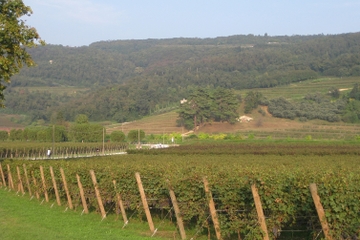 Verona and Valpolicella Bike Tour from Verona