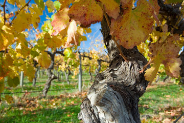 Victor Harbor with McLaren Vale Wine Region Tour from Adelaide
