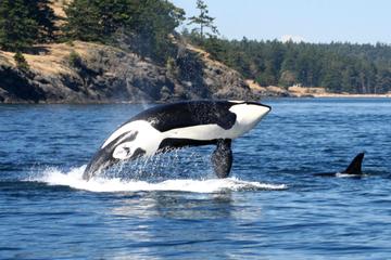 Victoria and Whale Watching
